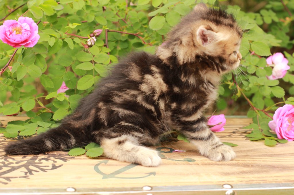 pelegboy1month17.jpg