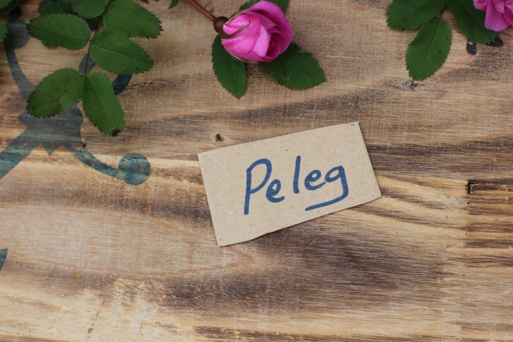 pelegboy1month2.jpg