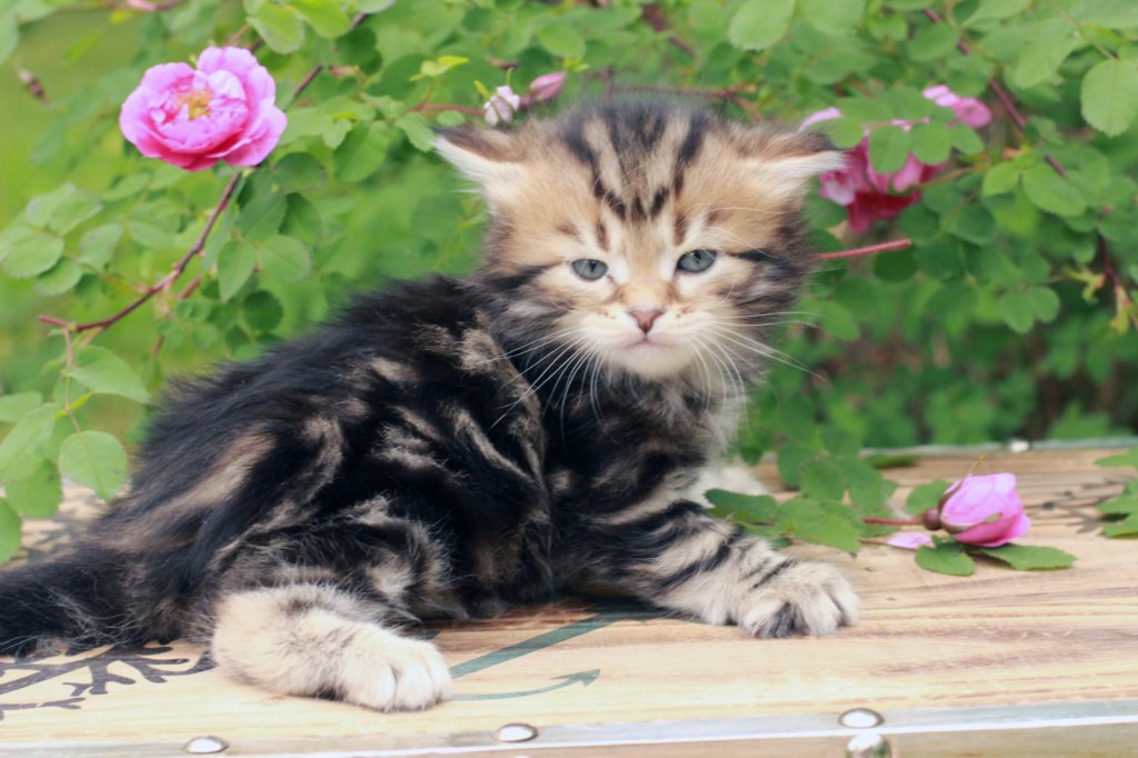 pelegboy1month5.jpg