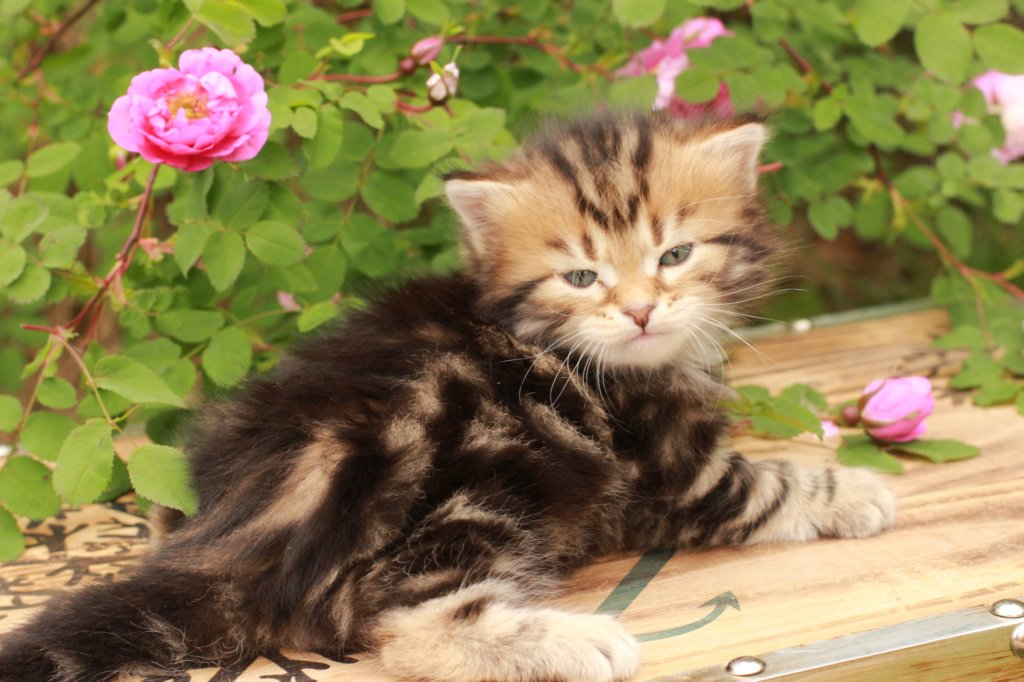pelegboy1month7.jpg