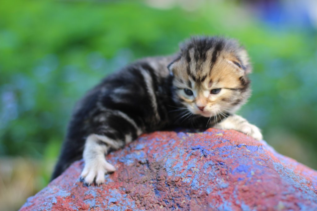 pelegboy2weeks2days2951.jpg
