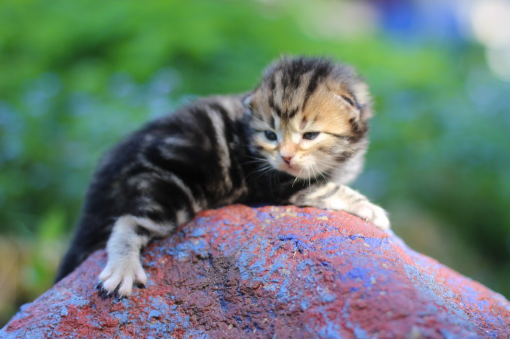 pelegboy2weeks2days2952.jpg