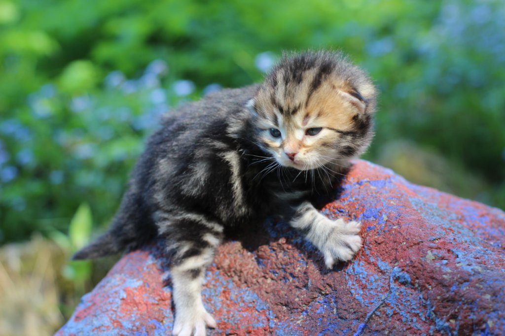 pelegboy2weeks2days29522.jpg