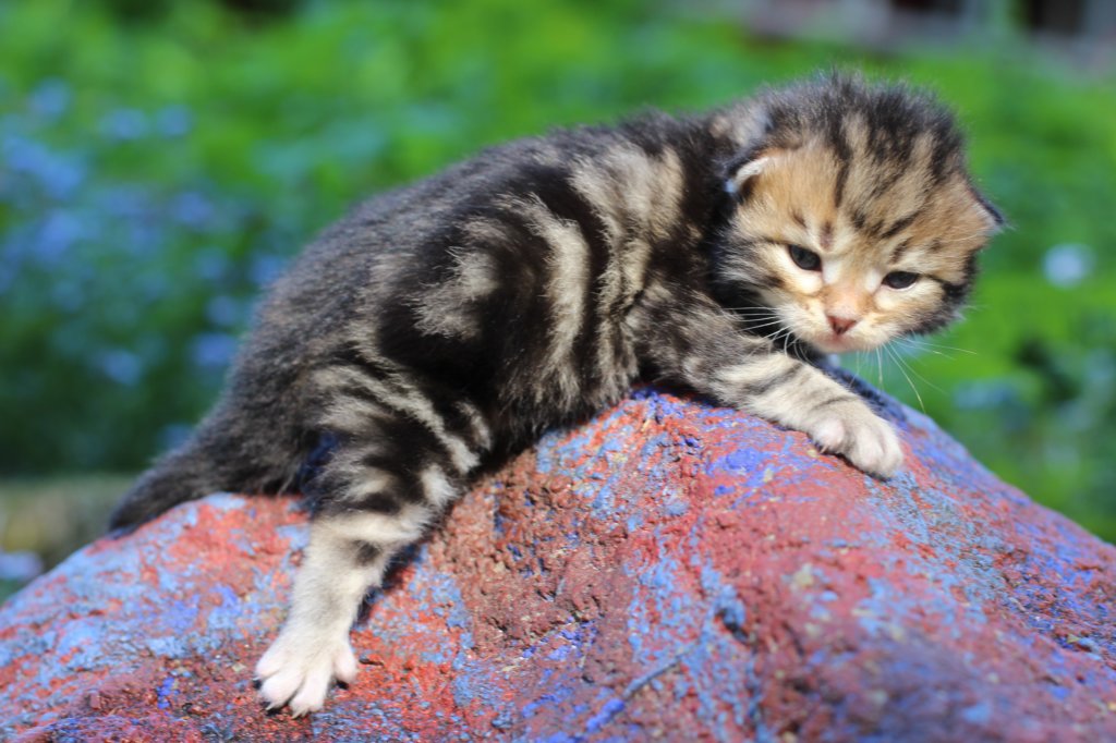 pelegboy2weeks2days29525.jpg