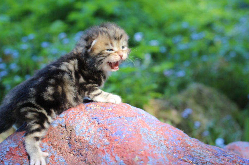 pelegboy2weeks2days29527.jpg