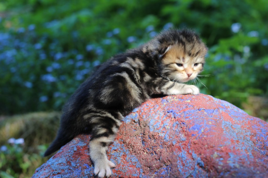 pelegboy2weeks2days29529.jpg