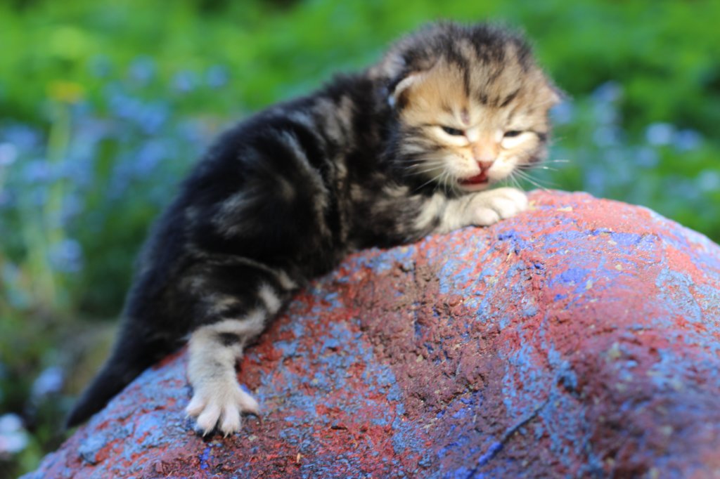 pelegboy2weeks2days29532.jpg