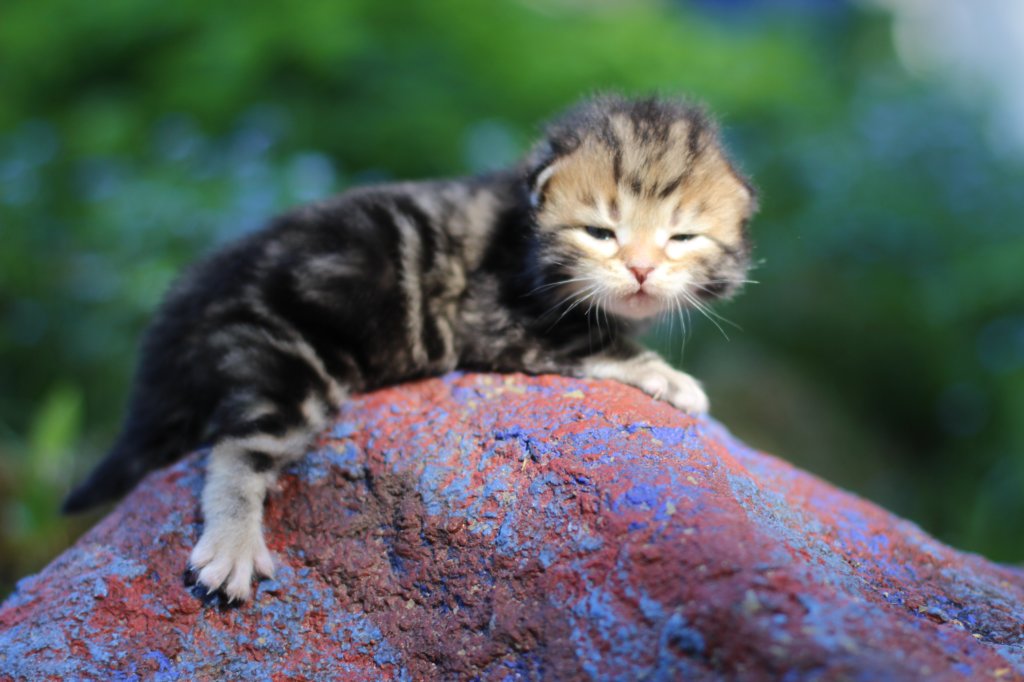 pelegboy2weeks2days29534.jpg