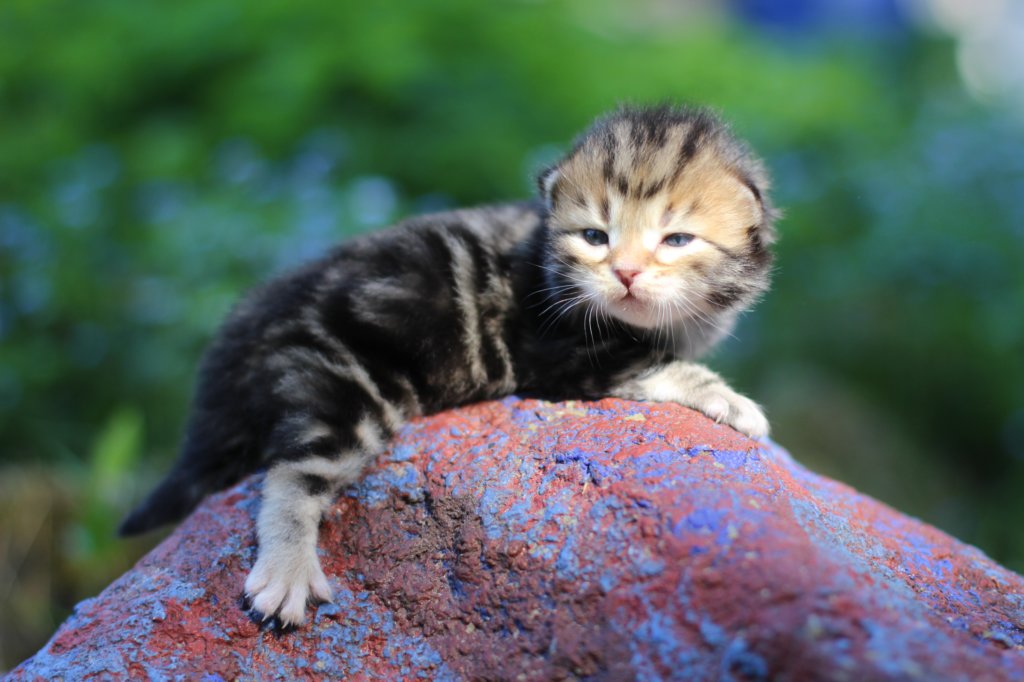pelegboy2weeks2days29535.jpg
