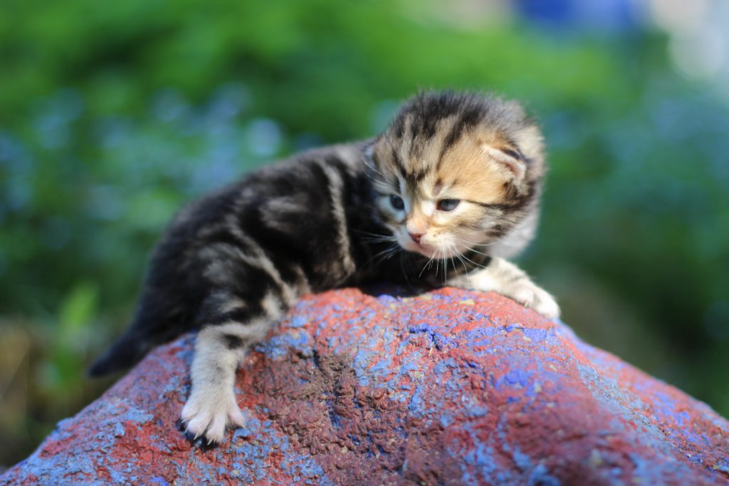pelegboy2weeks2days29537.jpg