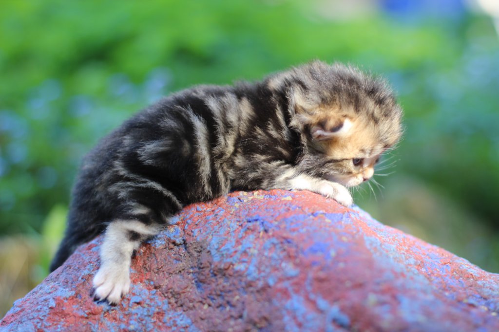 pelegboy2weeks2days29541.jpg