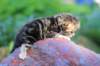 pelegboy2weeks2days29541_small.jpg