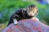 pelegboy2weeks2days29542_small.jpg