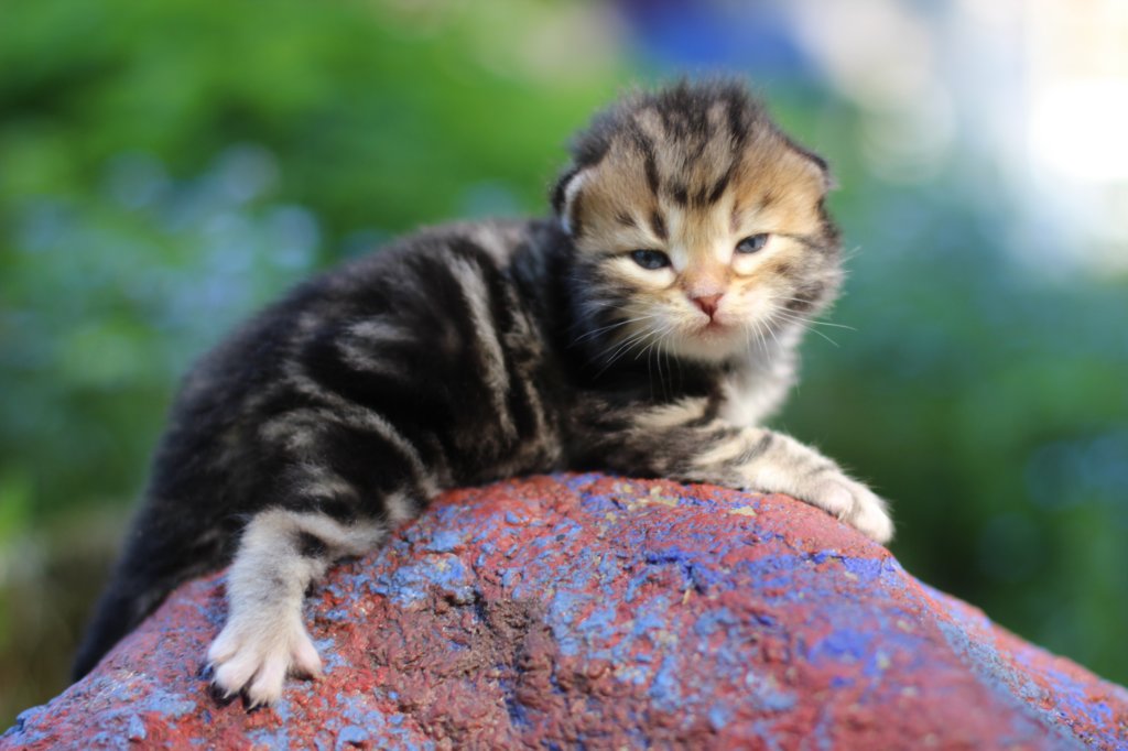 pelegboy2weeks2days2955.jpg