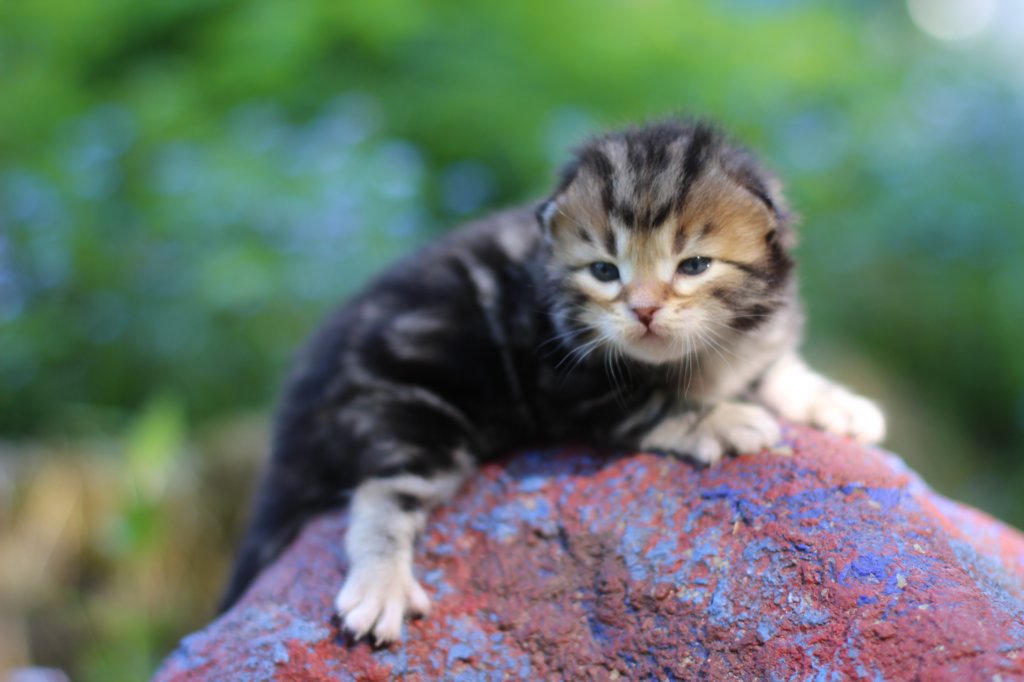 pelegboy2weeks2days2956.jpg