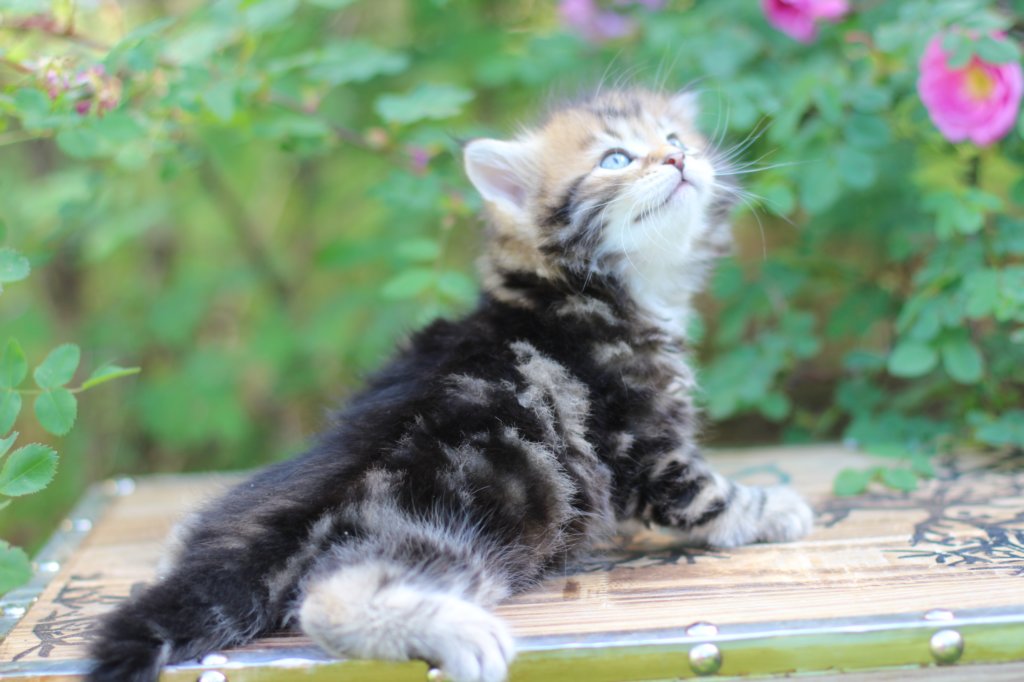 pelegboy5weeks15.jpg