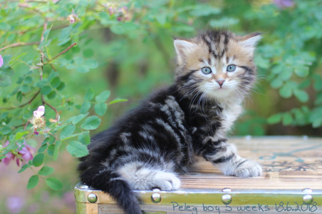 pelegboy5weeks4.jpg