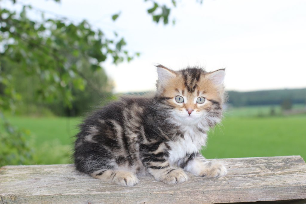 peleg6weeks11.jpg