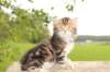 peleg6weeks12_small.jpg