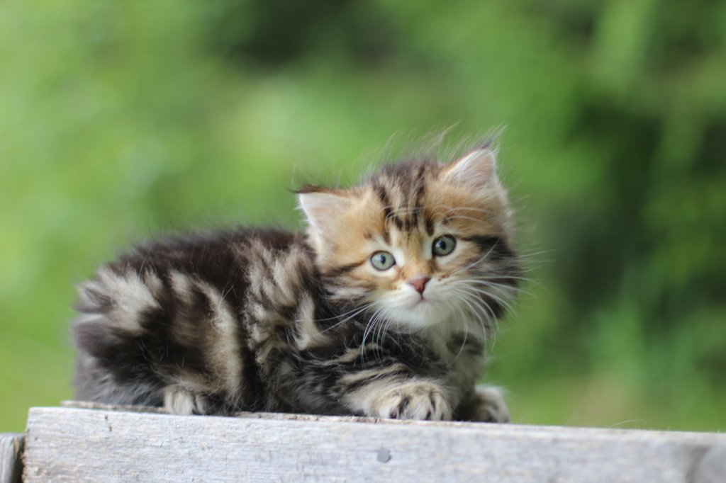 peleg6weeks3.jpg