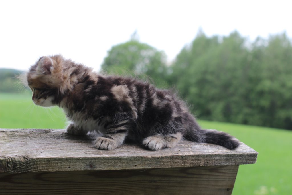 peleg6weeks7.jpg