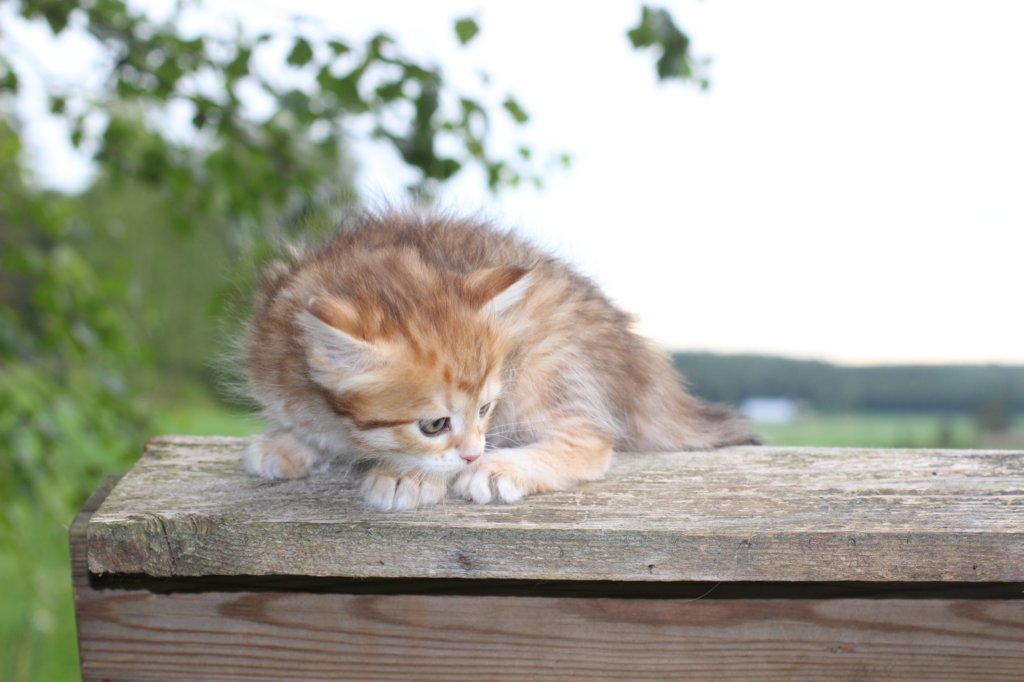 peterboy6weeks3.jpg