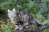 phebe15weeks26810_small.jpg
