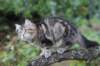 phebe15weeks26811_small.jpg
