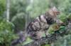 phebe15weeks268122_small.jpg