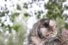 phebe15weeks268123_small.jpg