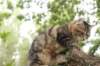 phebe15weeks268125_small.jpg