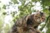 phebe15weeks268126_small.jpg