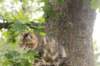 phebe15weeks268129_small.jpg