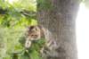 phebe15weeks268130_small.jpg