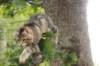 phebe15weeks268131_small.jpg