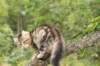 phebe15weeks268132_small.jpg