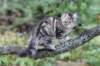 phebe15weeks26822_small.jpg
