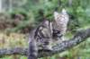 phebe15weeks26823_small.jpg
