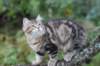 phebe15weeks26824_small.jpg