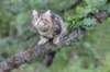 phebe15weeks26826_small.jpg