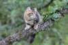 phebe15weeks26827_small.jpg