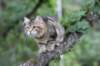 phebe15weeks26828_small.jpg