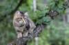 phebe15weeks26829_small.jpg
