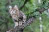 phebe15weeks26831_small.jpg