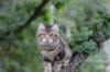 phebe15weeks26832_small.jpg