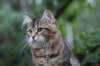 phebe15weeks26833_small.jpg