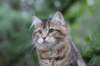 phebe15weeks26834_small.jpg