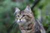 phebe15weeks26835_small.jpg