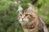 phebe15weeks26837_small.jpg