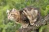 phebe15weeks26839_small.jpg